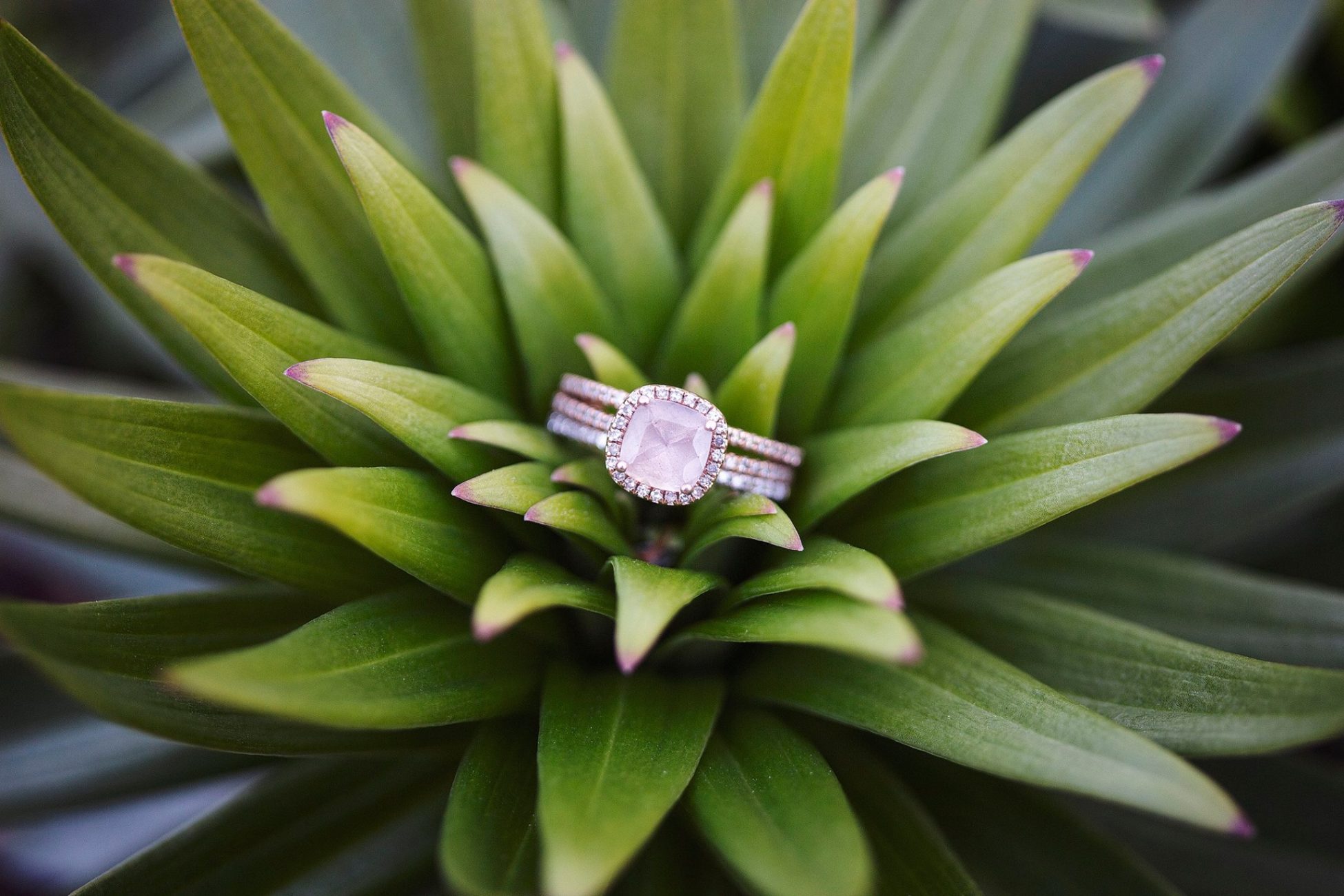 Beautiful wedding ring photographed in the center of a beautiful succulent plant