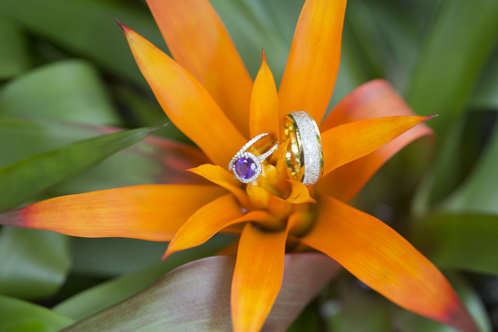 Purple wedding ring resting on a Bromelaid