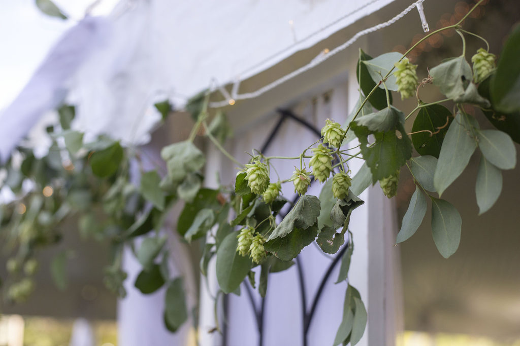 Hops strung along the tent