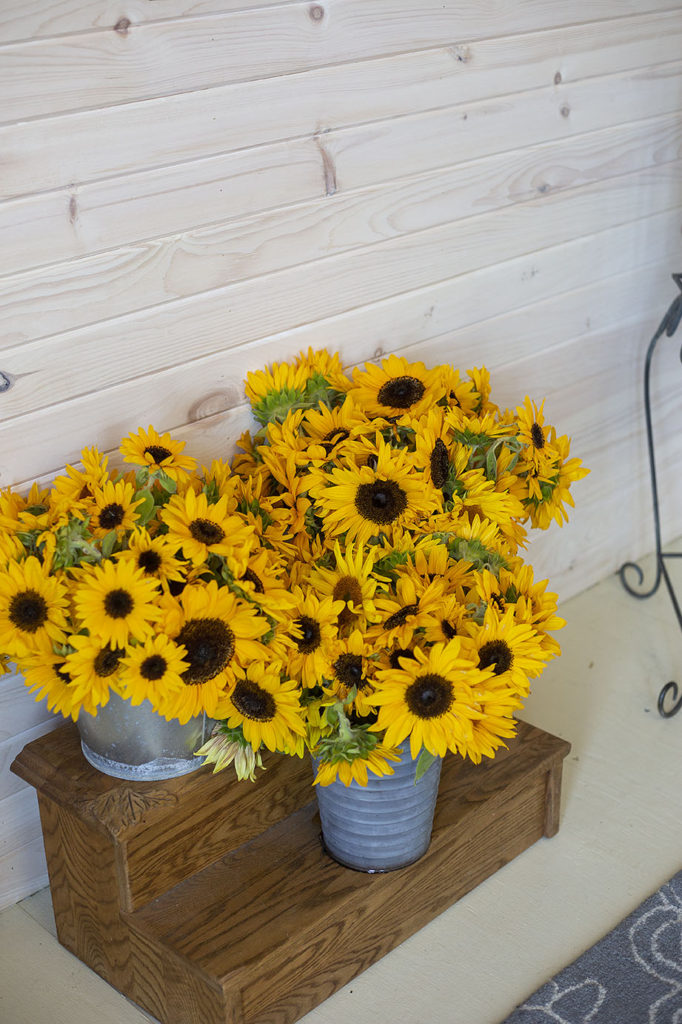 Buckets of sunflowers from Piggly Petals Flower Farm