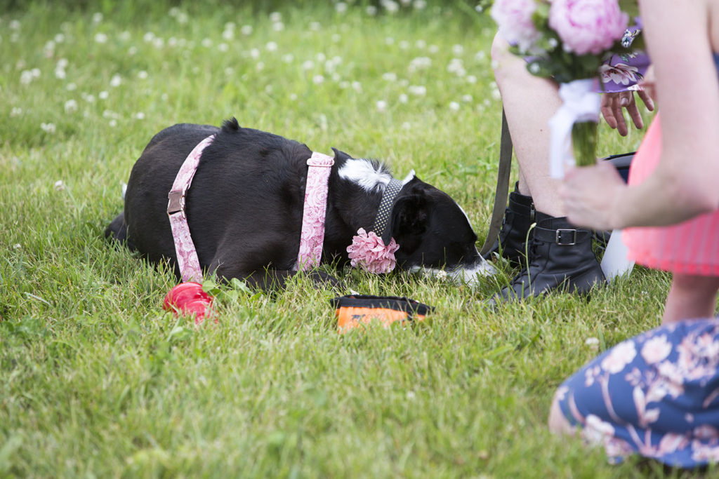 Ring bearer dog asleep during Ypsilanti wedding ceremony