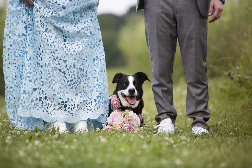 Ring bearer boarder collie Ypsilanti wedding