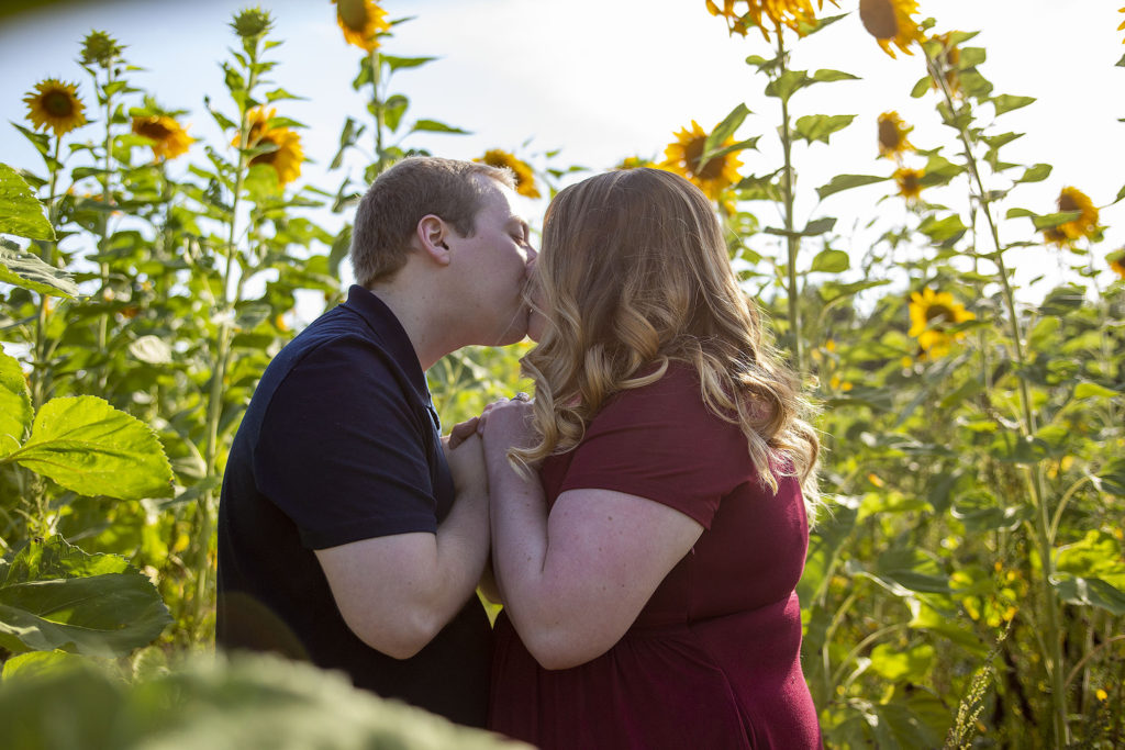 Pinckney sunflower field photos