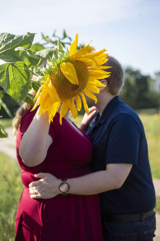 Ann Arbor sunflower photos