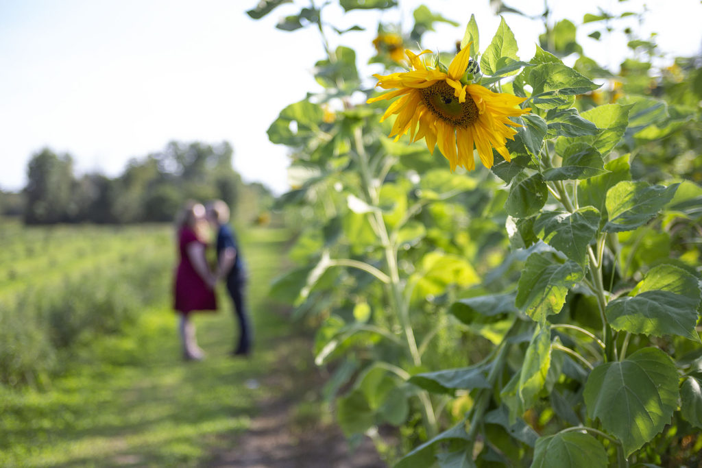 August sunflower field session