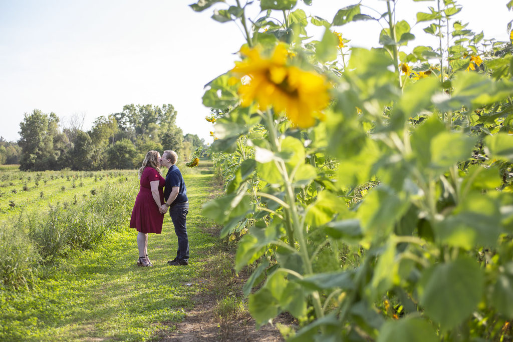 Livingston County sunflower field engagement photographer