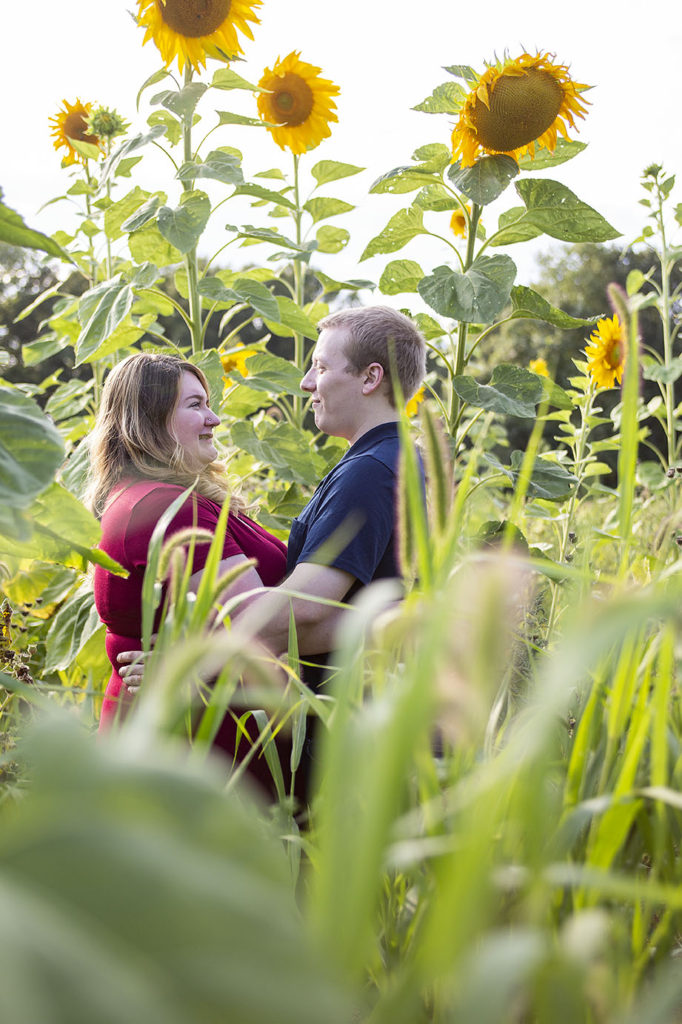 Sunflower field engagement session in Pinckney