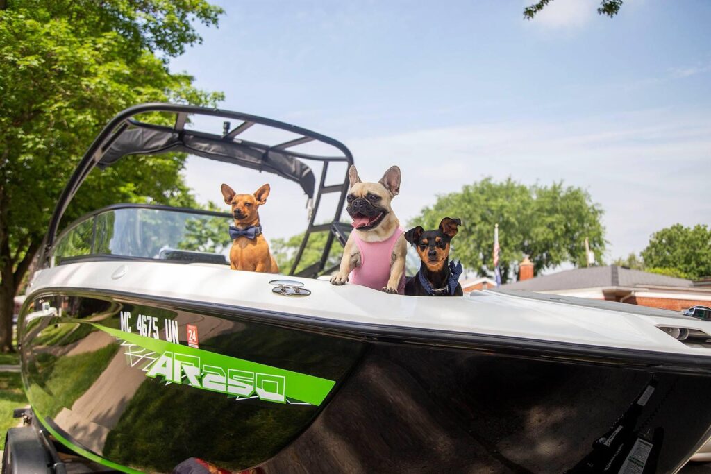 Three small dogs gather in the boat, ready for their owners Belleville Lake wedding.