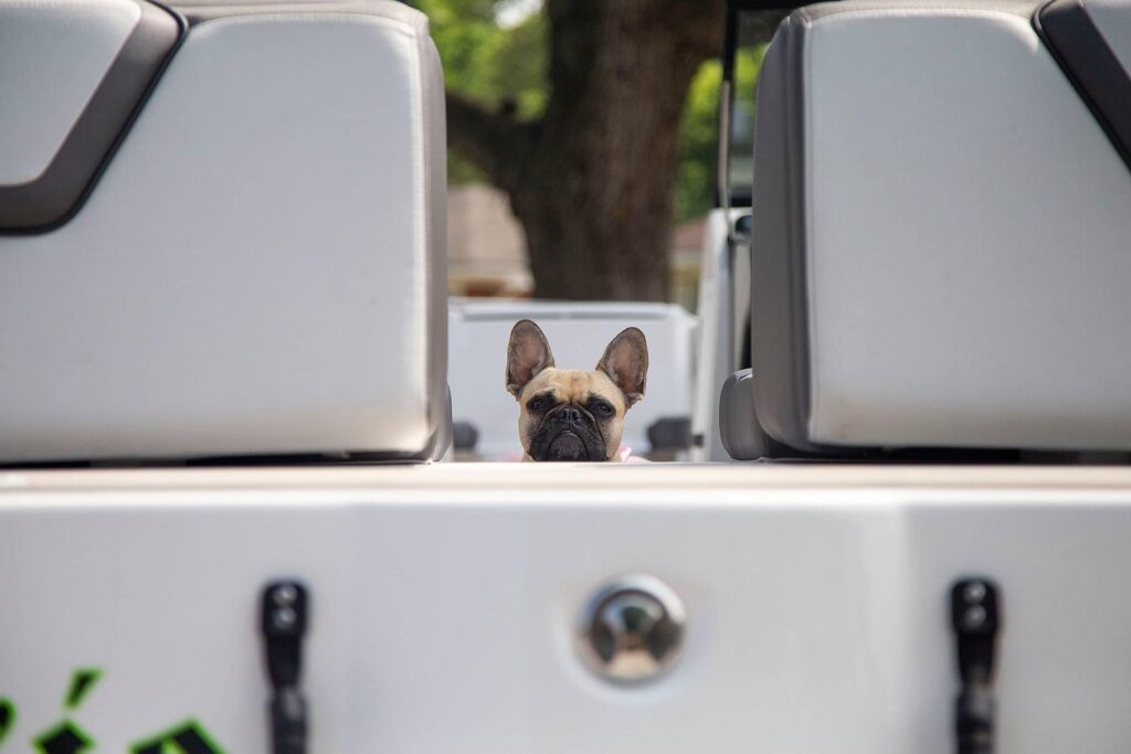 A frenchie peeks over the top of a boat before the Belleville Michigan wedding.