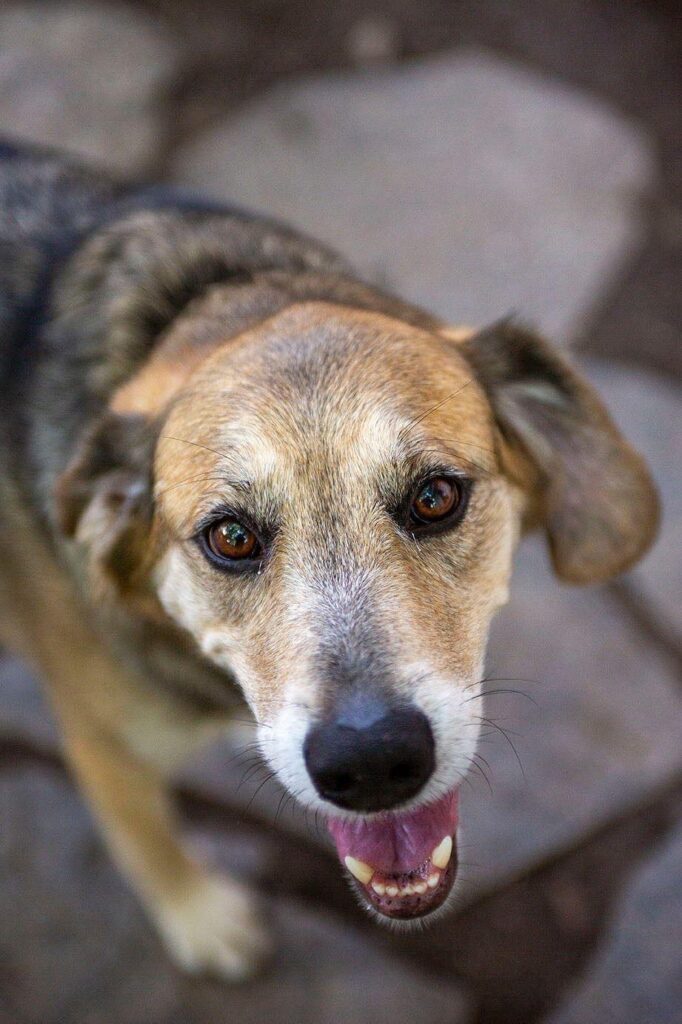 Elderly dog smiling at Lansing backyard wedding