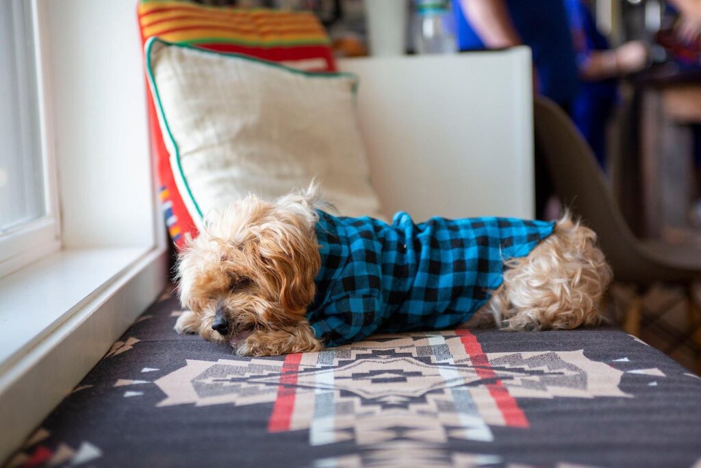 VRBO wedding pup